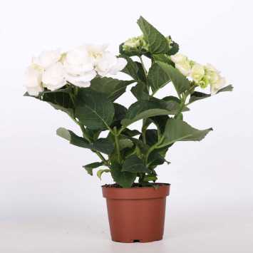 Hortensja MIX - 10 cm