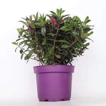 Hebe Twin (Hebe Varieagata leave) 