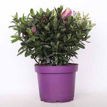 Hebe Twin (Hebe Varieagata leave) 