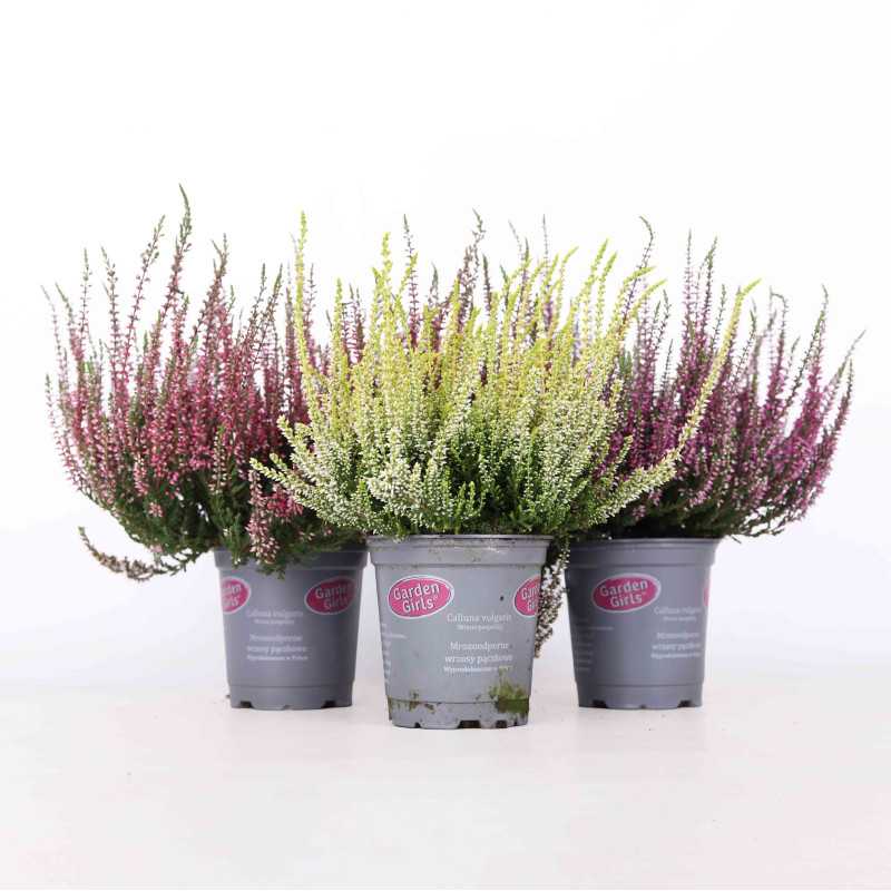 Wrzos zwyczajny (Calluna vulgaris) MIX - śr. donicy: 10,5 cm