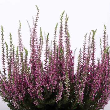 Wrzos zwyczajny (Calluna vulgaris) MIX - śr. donicy: 10,5 cm