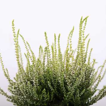 Wrzos zwyczajny (Calluna vulgaris) MIX - śr. donicy: 10,5 cm