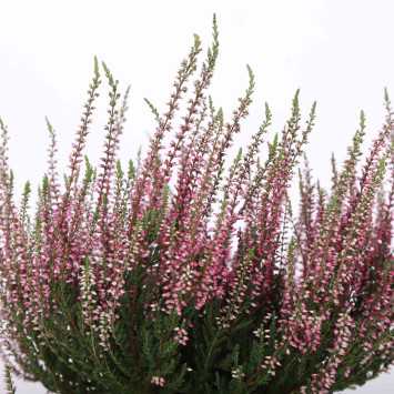 Wrzos zwyczajny (Calluna vulgaris) MIX - śr. donicy: 10,5 cm