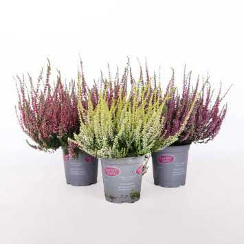 Wrzos zwyczajny (Calluna vulgaris) MIX - śr. donicy: 10,5 cm