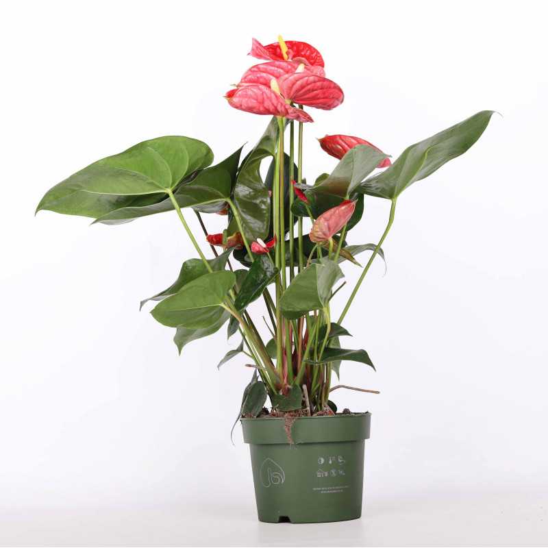 Anturium scherzera (Anthurium scherzera) - śr. donicy: 17 cm