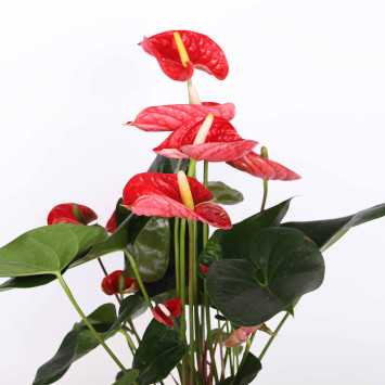 Anturium scherzera (Anthurium scherzera) - śr. donicy: 17 cm