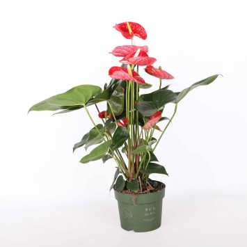 Anturium scherzera (Anthurium scherzera) - śr. donicy: 17 cm