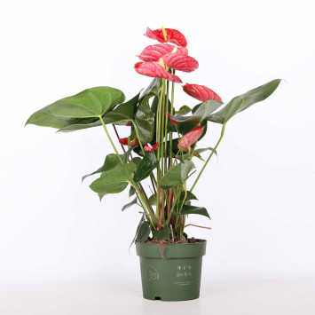 Anturium scherzera (Anthurium scherzera) - śr. donicy: 17 cm