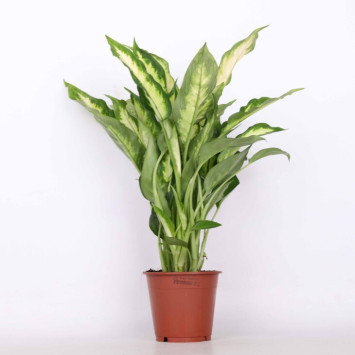 Dieffenbachia 'Camilla' (difenbachia) - śr.donicy: 12 cm