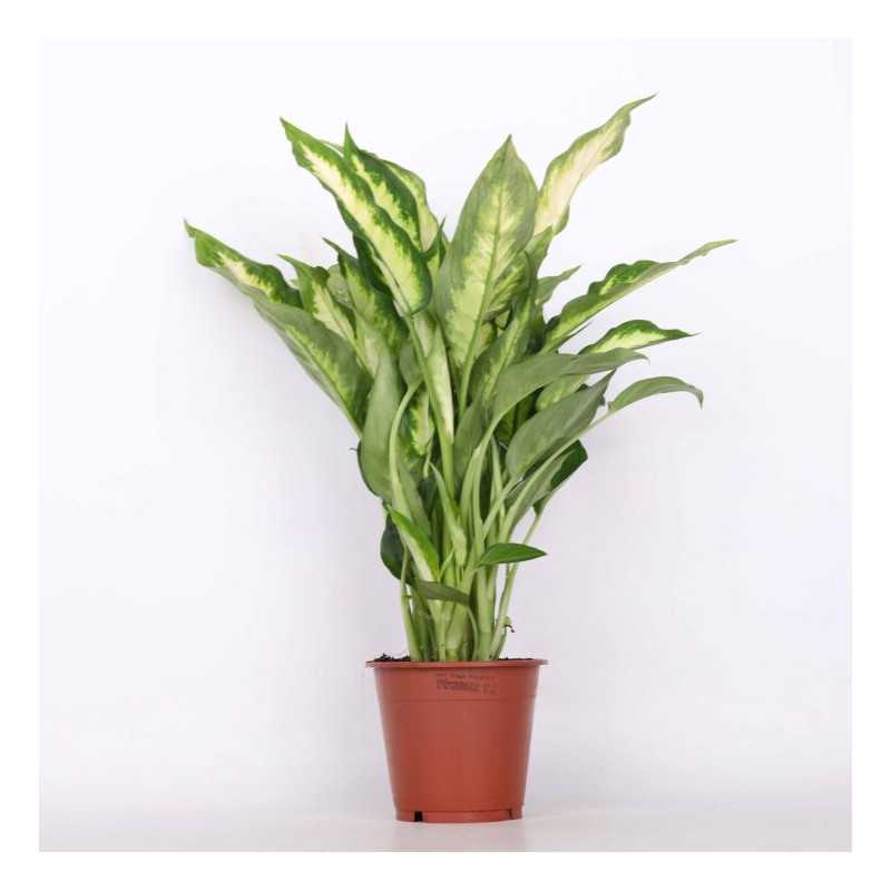 Dieffenbachia 'Camilla' (difenbachia) - śr.donicy: 12 cm