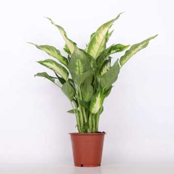 Dieffenbachia 'Camilla' (difenbachia) - śr.donicy: 12 cm