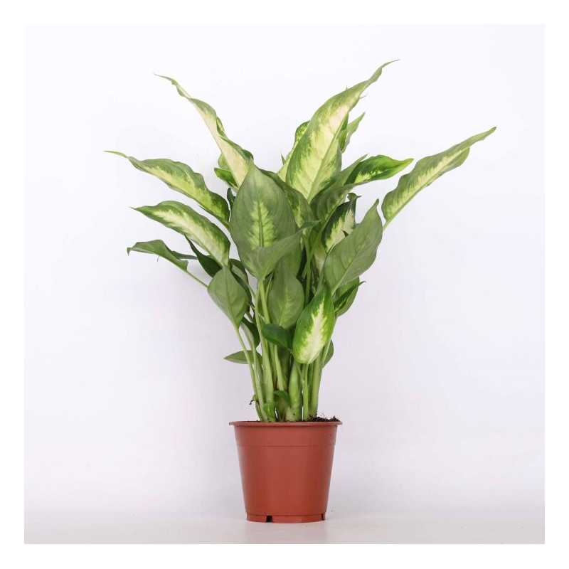 Dieffenbachia 'Camilla' (difenbachia) - śr.donicy: 12 cm