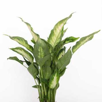 Dieffenbachia 'Camilla' (difenbachia) - śr.donicy: 12 cm