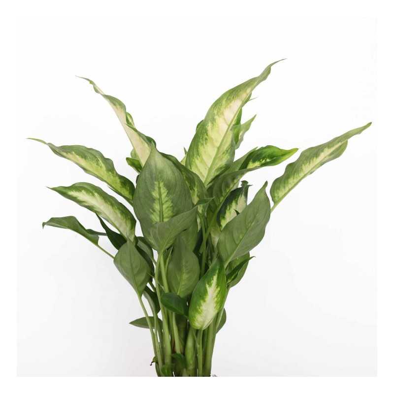 Dieffenbachia 'Camilla' (difenbachia) - śr.donicy: 12 cm