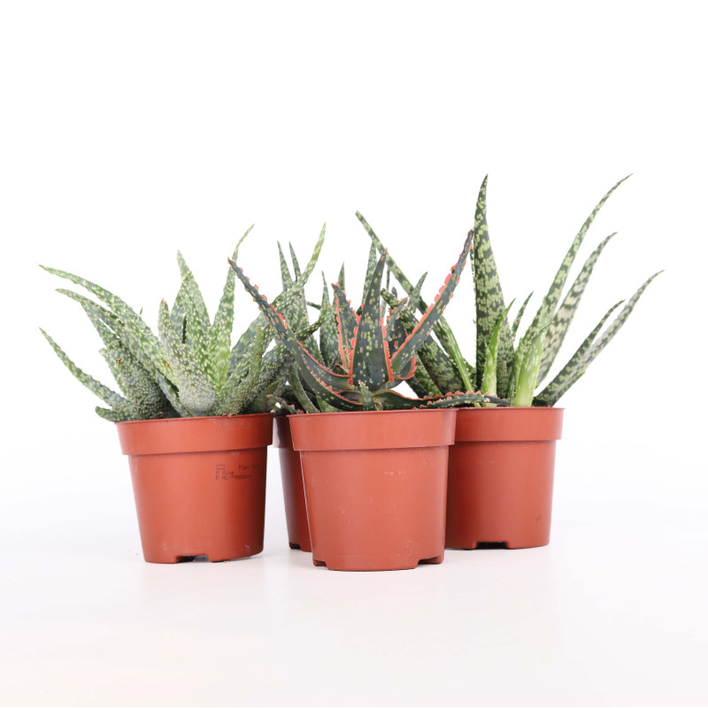 Aloes (Aloe) MIX - śr. 10 cm