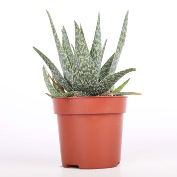 Aloes (Aloe) MIX - śr. 10 cm