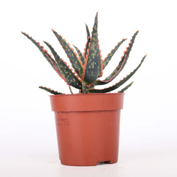 Aloes (Aloe) MIX - śr. 10 cm