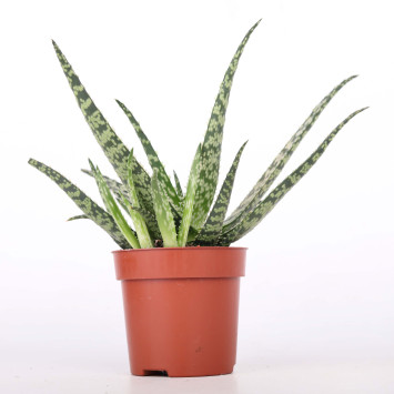 Aloes (Aloe) MIX - śr. 10 cm