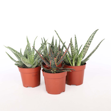 Aloes (Aloe) MIX - śr. 10 cm