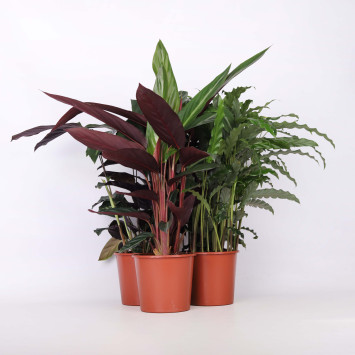 Calathea (Kalatea) MIX - średnica: 17 cm