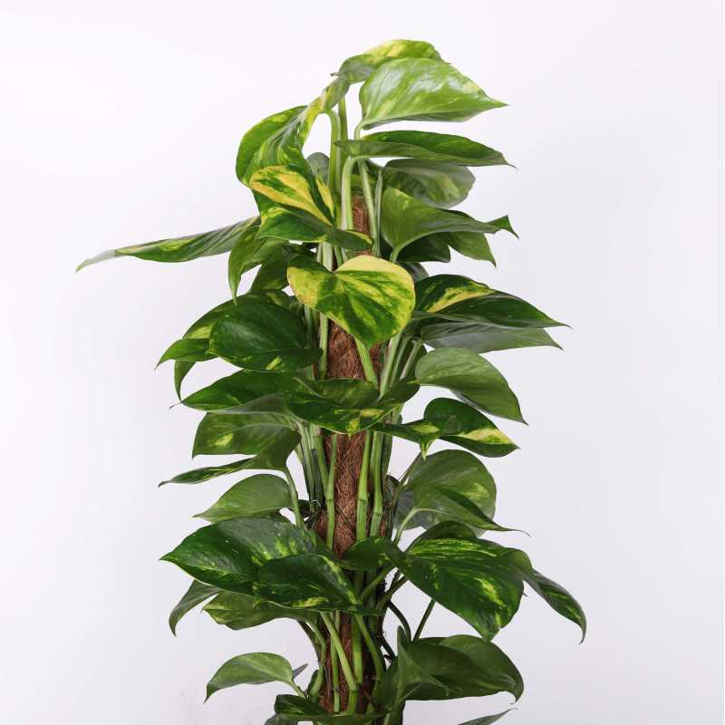 Epipremnum złociste (Epipremnum aureum) - śr. donicy: 19 cm