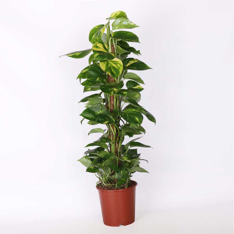 Epipremnum złociste (Epipremnum aureum) - śr. donicy: 19 cm