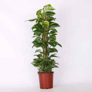 Epipremnum złociste (Epipremnum aureum) - śr. donicy: 19 cm