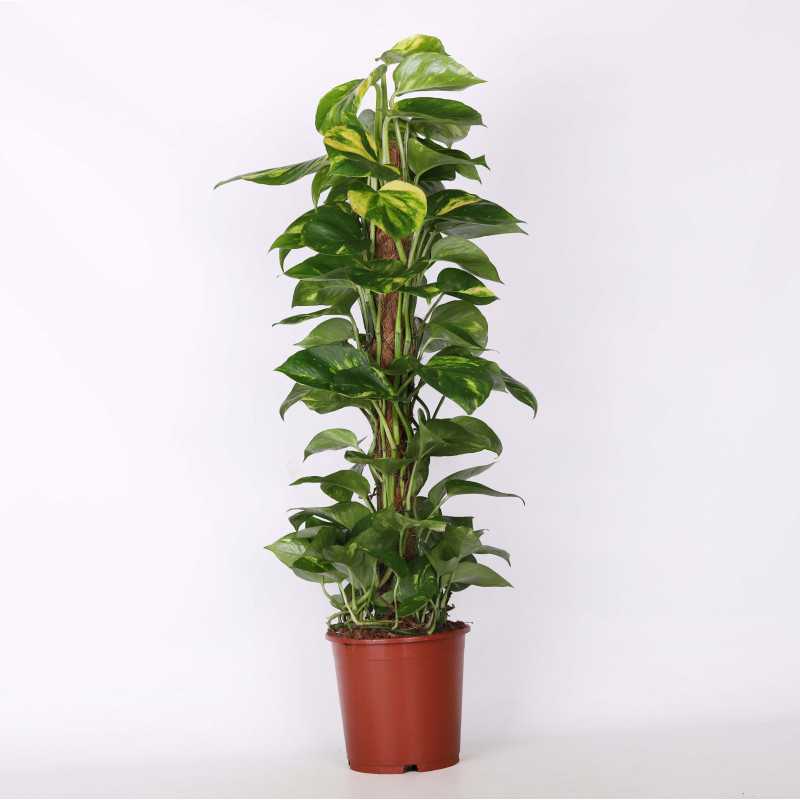 Epipremnum złociste (Epipremnum aureum) - śr. donicy: 19 cm