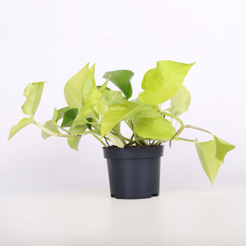 Epipremnum 'Neon' (Golden Pothos) - śr. donicy: 12 cm