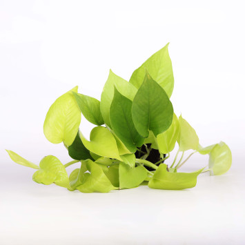 Epipremnum 'Neon' (Golden Pothos) - śr. donicy: 12 cm