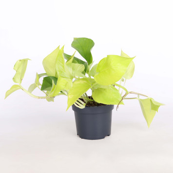 Epipremnum 'Neon' (Golden Pothos) - śr. donicy: 12 cm