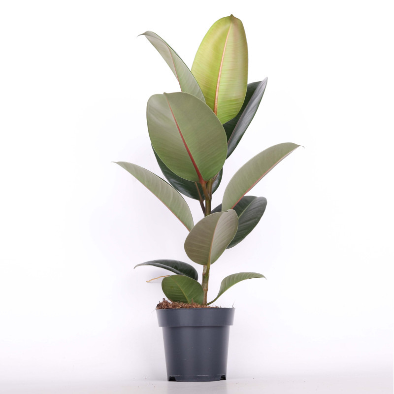 Fikus sprężysty (Ficus elastica) - średnica: 14 cm