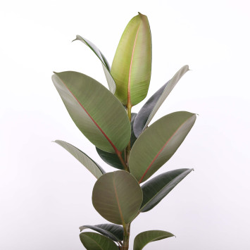 Fikus sprężysty (Ficus elastica) - średnica: 14 cm