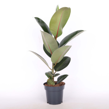 Fikus sprężysty (Ficus elastica) - średnica: 14 cm