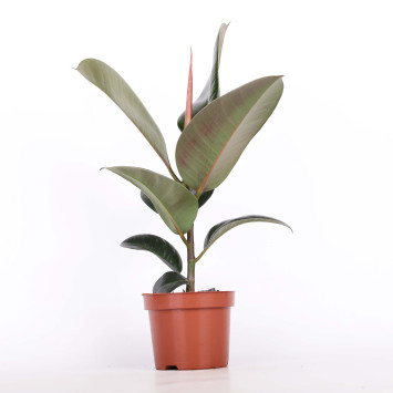 Fikus sprężysty (Ficus elastica) - średnica: 12 cm