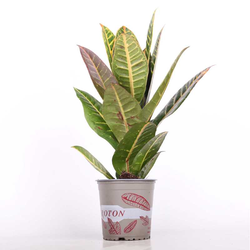 Kroton Petra (Trójskrzyn pstry) - śr.donicy: 12 cm