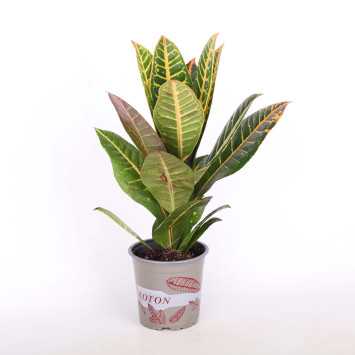 Kroton Petra (Trójskrzyn pstry) - śr.donicy: 12 cm