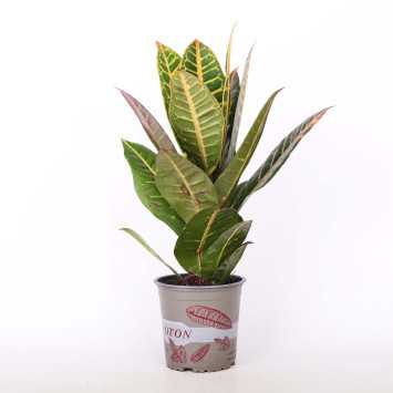 Kroton Petra (Trójskrzyn pstry) - śr.donicy: 12 cm