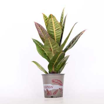 Kroton Petra (Trójskrzyn pstry) - śr.donicy: 12 cm