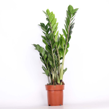 Zamia, Zamiokulkas (Zamioculcas) - średnica: 17 cm