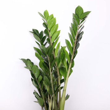 Zamia, Zamiokulkas (Zamioculcas) - średnica: 17 cm