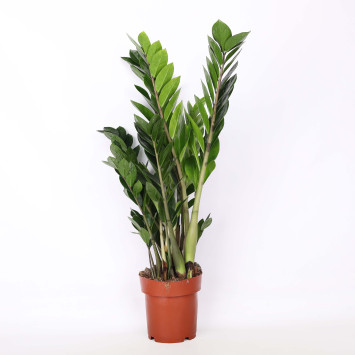 Zamia, Zamiokulkas (Zamioculcas) - średnica: 17 cm