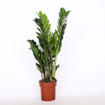 Zamia, Zamiokulkas (Zamioculcas) - średnica: 17 cm