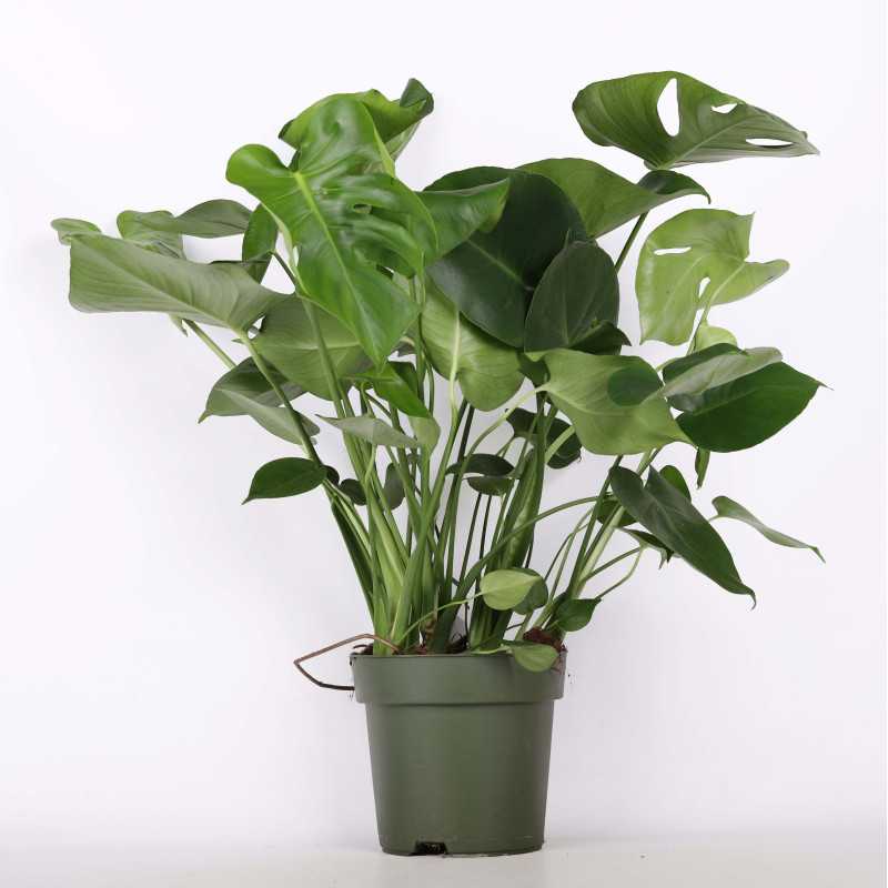 Monstera Deliciosa (Monstera dziurawa) - 21 cm
