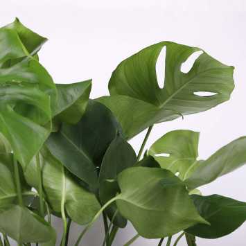 Monstera Deliciosa (Monstera dziurawa) - 21 cm