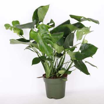 Monstera Deliciosa (Monstera dziurawa) - 21 cm