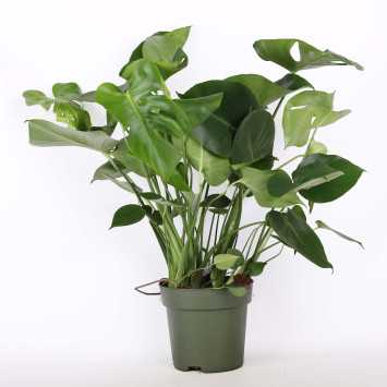 Monstera Deliciosa (Monstera dziurawa) - 21 cm