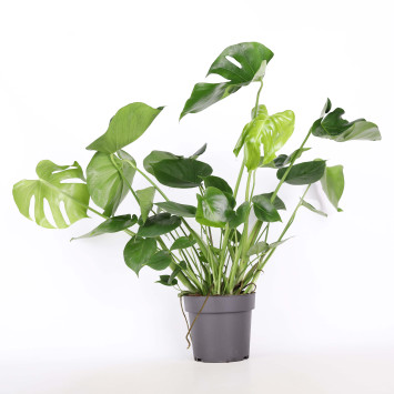 Monstera Deliciosa (Monstera dziurawa) - 19 cm