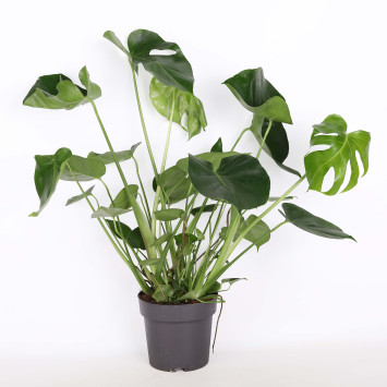 Monstera Deliciosa (Monstera dziurawa) - 19 cm