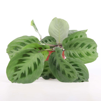 maranta leuconeura - średnica: 12 cm